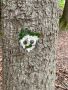 Waldtag der Frühpädagogik 13