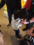 Museumsbesuch des Kindergartens bei der Kükenausstellung