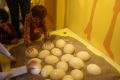 Museumsbesuch des Kindergartens bei der Kükenausstellung.